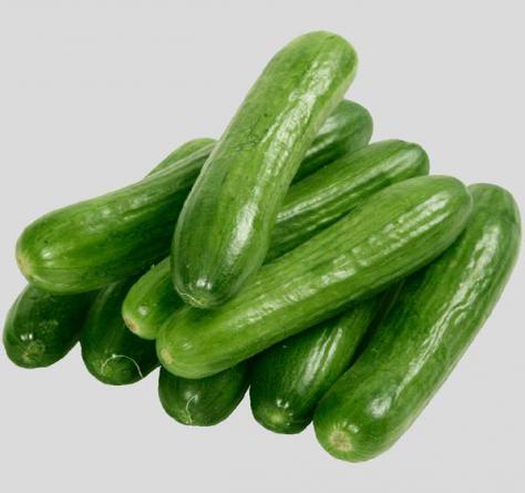 فروشنده خیار گلخانه ای با کیفیت