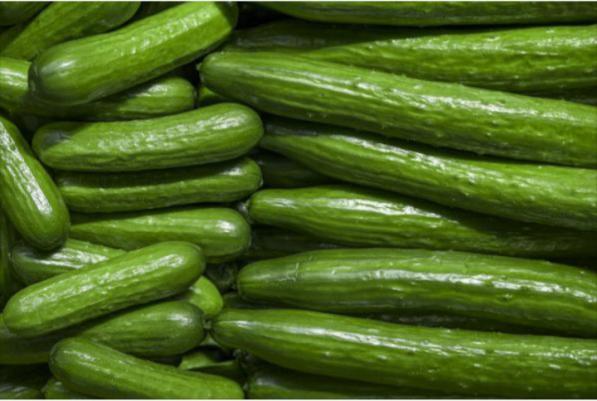 عرضه مستقیم خیار سورت شده گلخانه ای